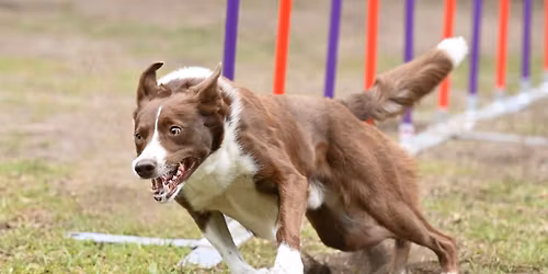 Morningstar's Clever K9s UKI Agility Trial - January 2026