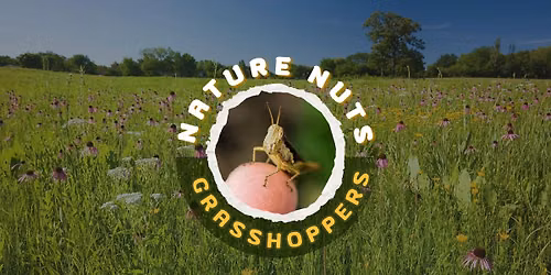 Nature Nuts: Grasshoppers