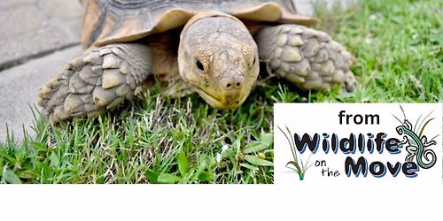 Wildlife On The Move Presents Roaming Reptiles & Friends at Southlake Public Library (Southlake, TX)