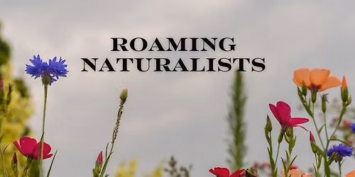 Roaming Naturalists: Heartland Prairie in Full Bloom