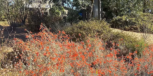 Native Plant Garden Volunteer Day at the Laguna Environmental Center