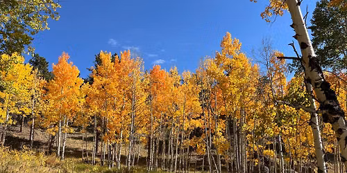 Beginner Bonsai Course- Summer Aspens with Hardy Bonsai