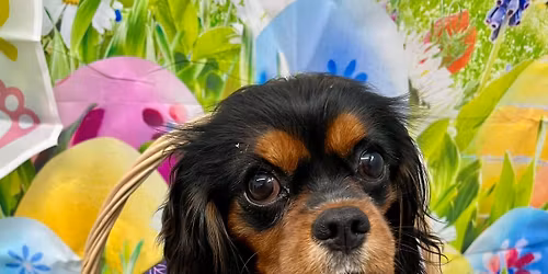 Little Pampered Dog Day