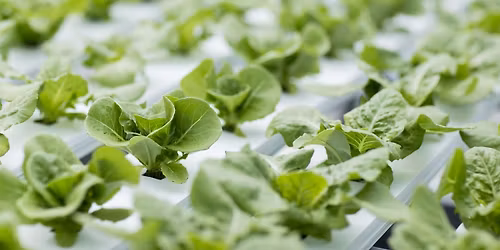 Hydroponics basics