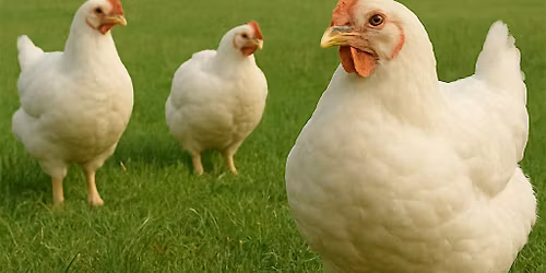 Chicken Processing Class