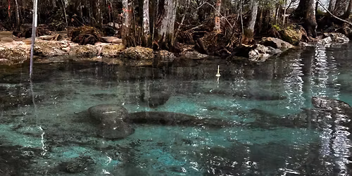 Crystal River Manatee Trip 