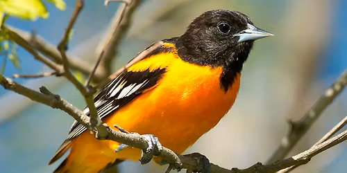 Bird ID Walk with Larry Federman