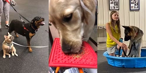 Canine Fundamentals (20 weeks and older)