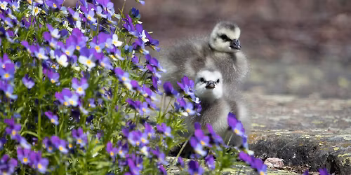 Harakan saaren vastakuoriutuneet untuvikot