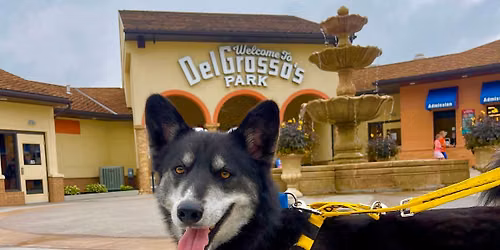 Buddy Bear's Dog Days of Summer Fundraiser 2026
