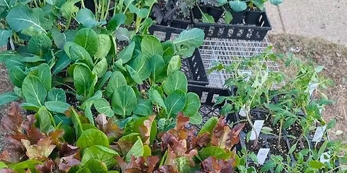 Small Living Homestead Course