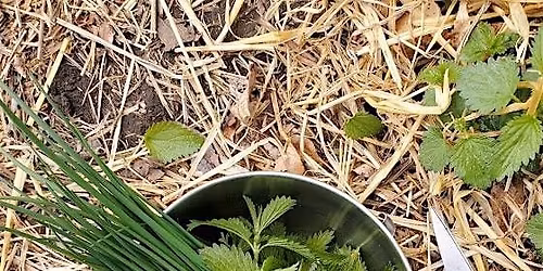 Fibres, Food & Medicine \u2013 Getting to Know Nettle