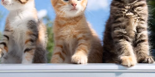 ICAS Kitten Meet & Greet Event #2