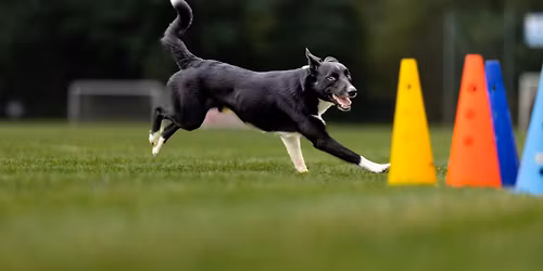 Przebiegi treningowe obedience 0-1 (13\/11)