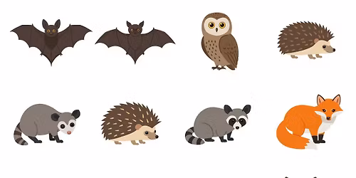  Little Kids, Big World: Nocturnal Animals