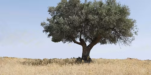 Discussing Decolonisation: Cultural and Environmental Activism in Palestine