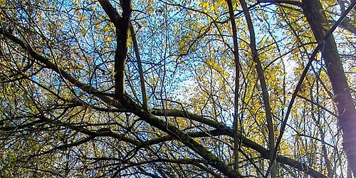 Guided Tour of Pitstone Fens - College Lake, Saturday 22 November