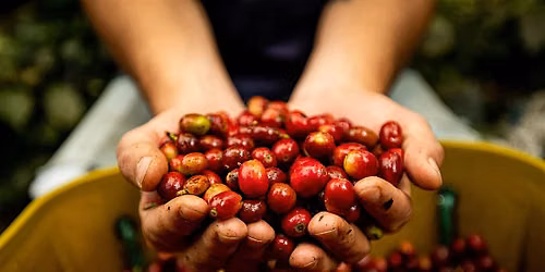 Coffee Tasting from Latin America