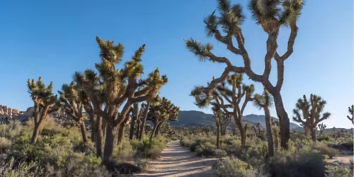 "Cruisin" Joshua Tree Forest