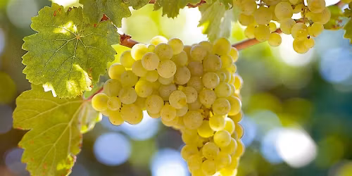 SECRET CELLAR: Amazing Aged Riesling Dinner (12 to 18 yo wines)