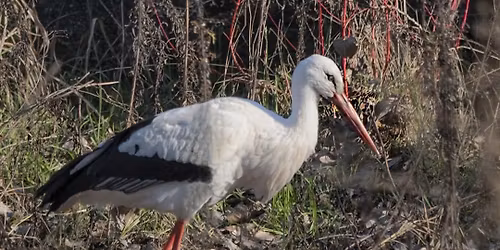 LA MIGRAZIONE PRIMAVERILE DI RAPACI E CICOGNE SULLO STRETTO DI MESSINA