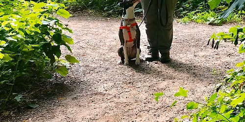 Refined Canines in the REAL WORLD - Hamden CT