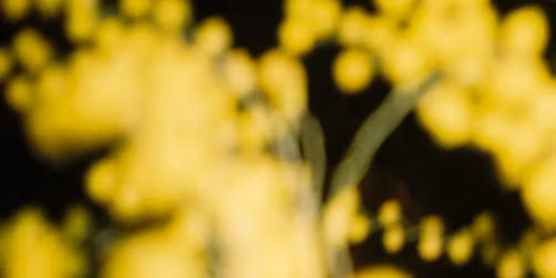 Parra for Cuva in Amsterdam