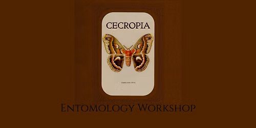 August Entomology Workshop - Cecropia Moth