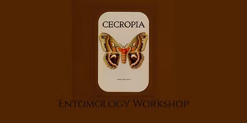 August Entomology Workshop - Cecropia Moth