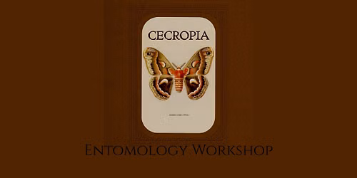 August Entomology Workshop - Cecropia Moth
