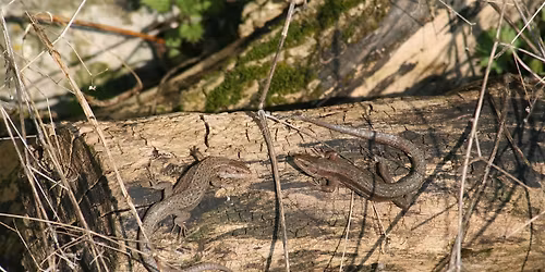 Reptile Ecology and Survey Techniques