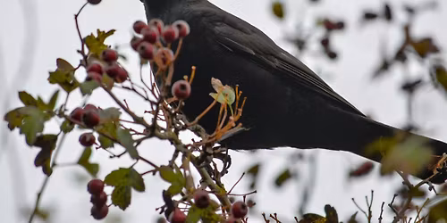 NWT Sweet Briar Marshes: Foray into winter folklore