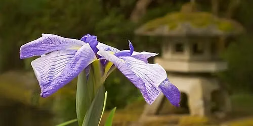 Greater Portland Iris Society Show