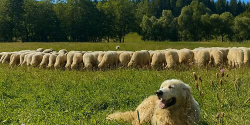Wandeling met Nizinnyverbond