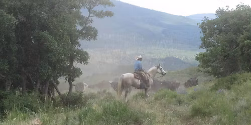 Where Two Trails Meet - Annual Limousin & Limflex Bull Sale