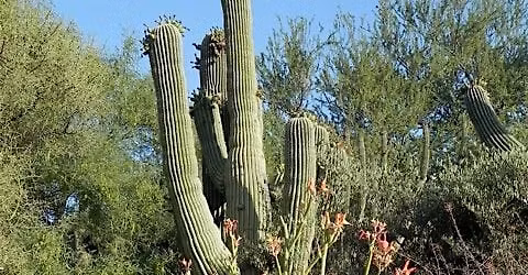 Sonoran Native Plants is a University of Arizona Campus Arboretum tour.
