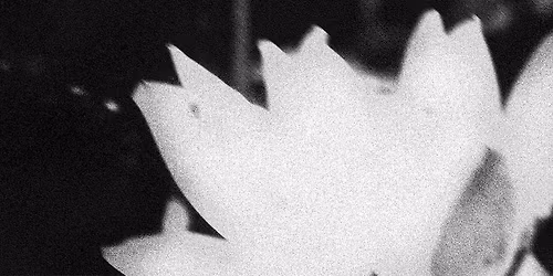 L'\u00e9cume des jours