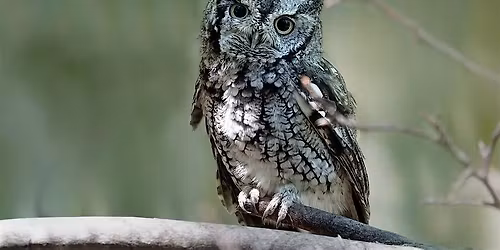 Owl Prowl at Oakwoods Metropark