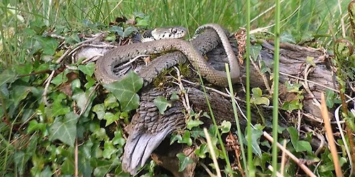 An Introduction to UK reptile ID and Ecology