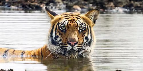 Chasing Light, Reading Signs: Photographing Tigers & Wildlife Ethically