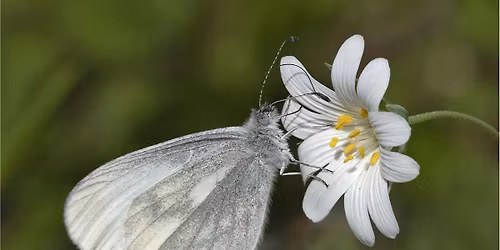 Wood white walk