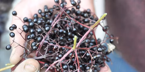 Atelier cuisine "Tout sur le sureau"