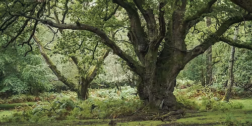 The Art of Woodland Photography with Lee Cooper