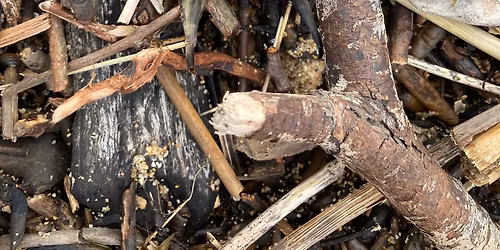 Seashore Safari & Easter Egg Case Hunt