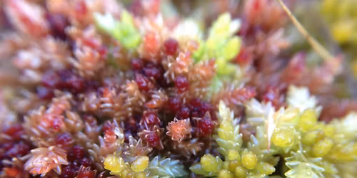 Sphagnum Mosses: Field Identification Course