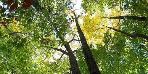 Eco-Corridor Tree Planting in Celebration of Richmond Tree Week