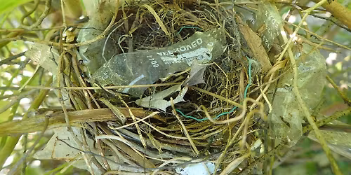 Teachers on the Estuary Workshop: Trash in Bird Nests
