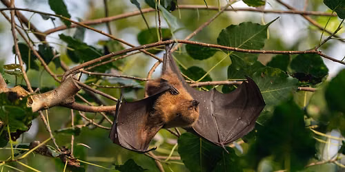 Backyards for Bats \u2014 Free Education Session