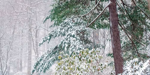 Celebrate the Season (12\/16)