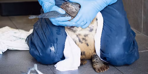 Evening Talk - Lawrie Brailey - South Essex Wildlife Hospital